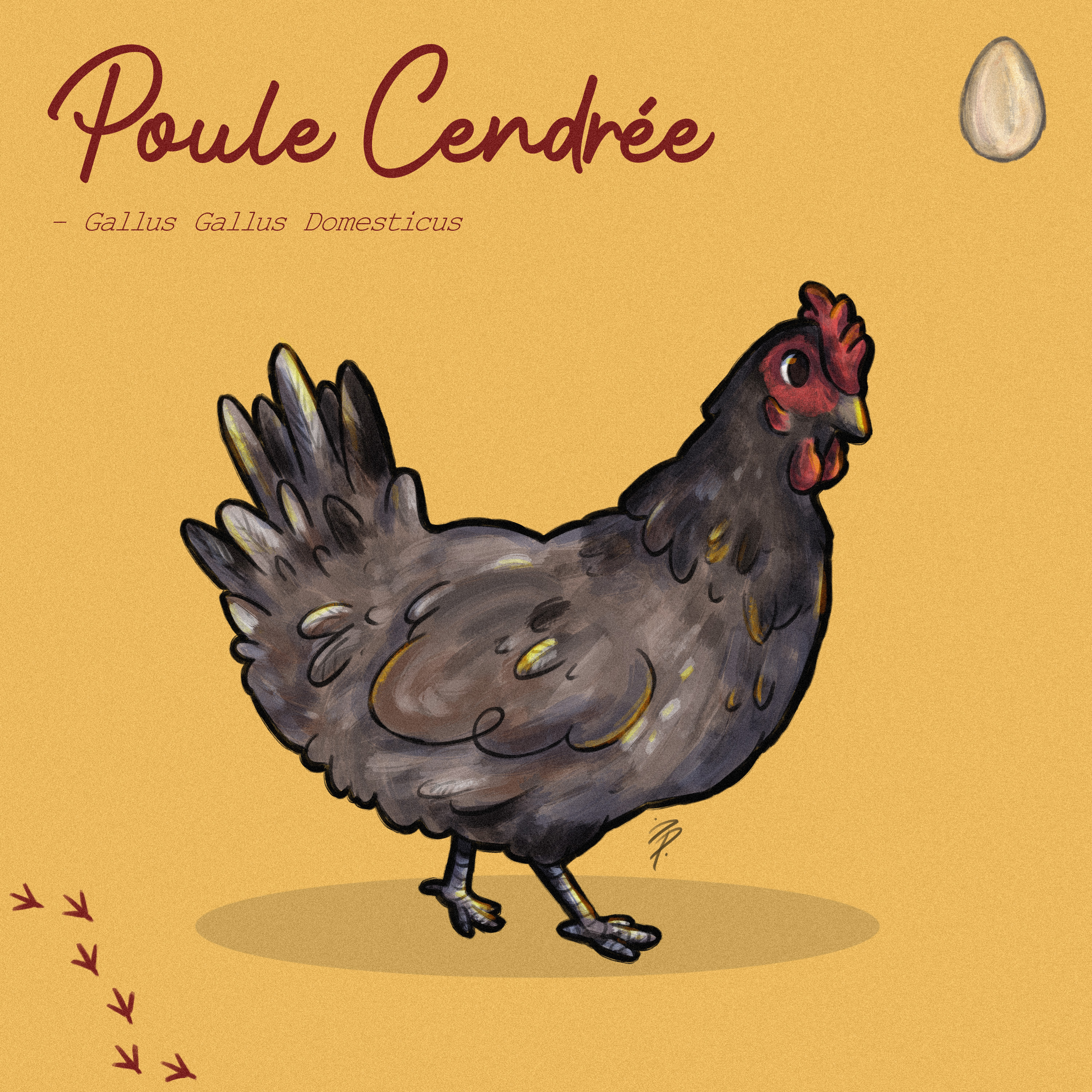 Illustration of Poule Cendrée