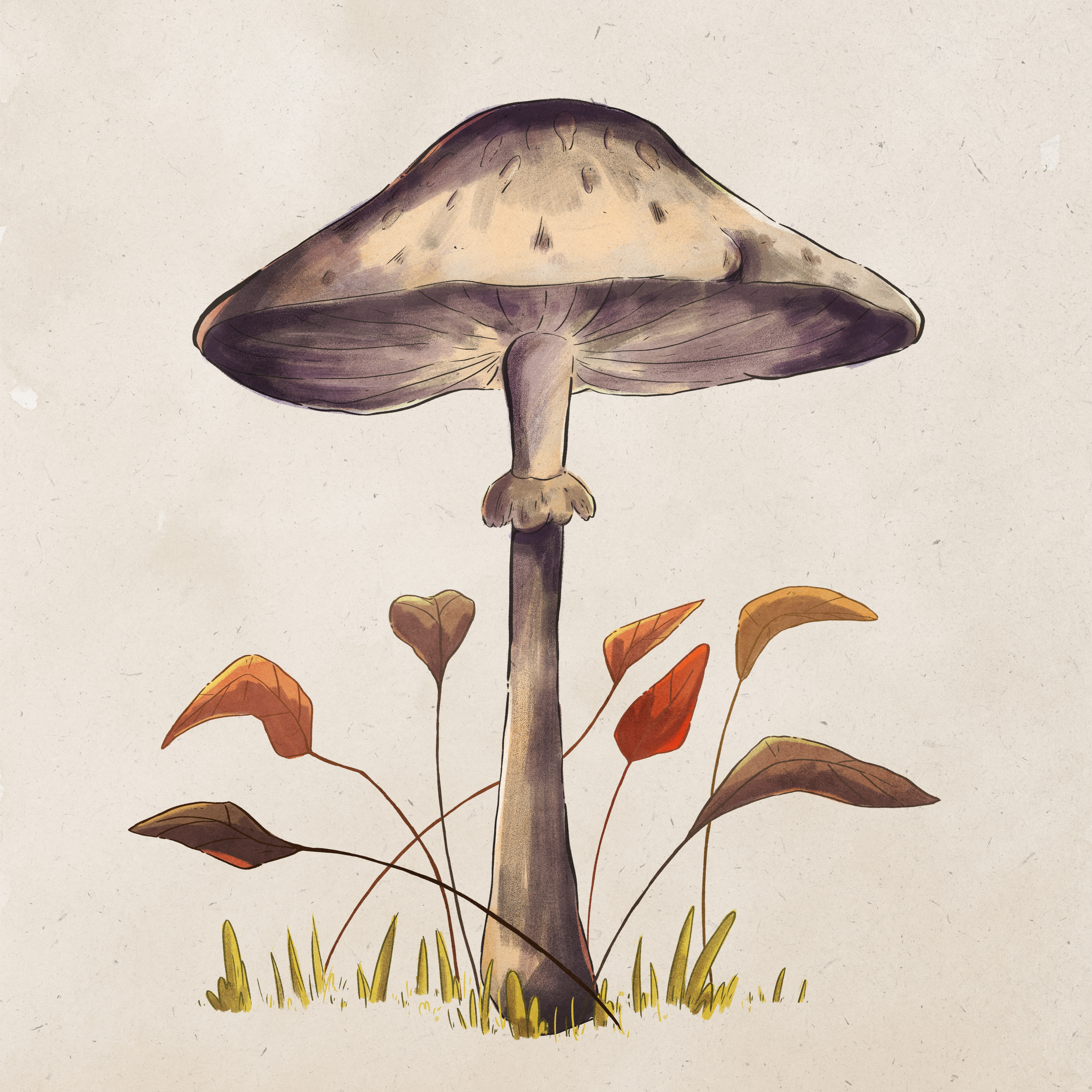 Illustration of a mushroom